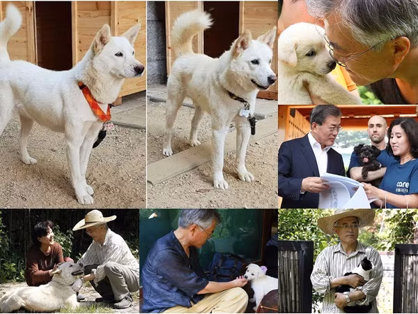 Ý nghĩa “quốc khuyển” Triều Tiên tặng Tổng thống Hàn Quốc