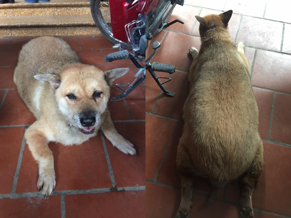 Câu chuyện về chú chó già tên Béo khiến cư dân mạng vừa buồn cười, vừa cảm động