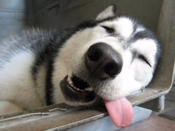 Husky - loài chó “ngáo ngơ” nhất quả đất!