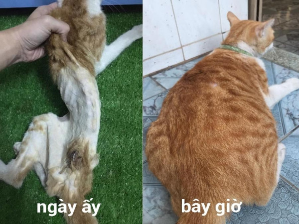Cú lột xác ngoạn mục của chú mèo hoang sắp chết thành mèo nhà béo ú ụ
