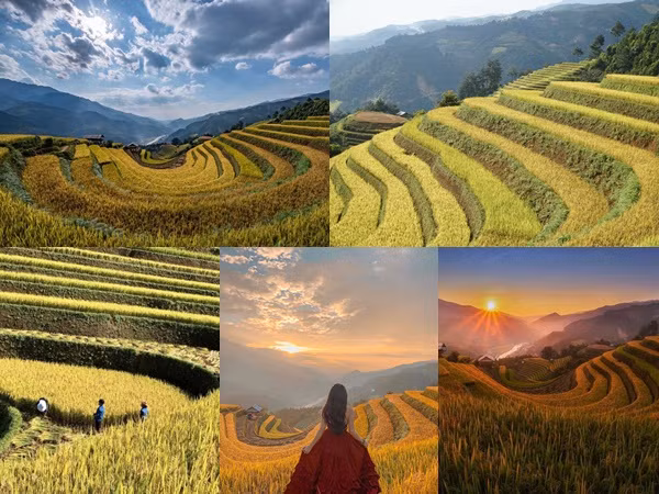 Đồi Móng Ngựa, điểm chụp lúa chín thu hút nhiếp ảnh gia ở Mù Cang Chải