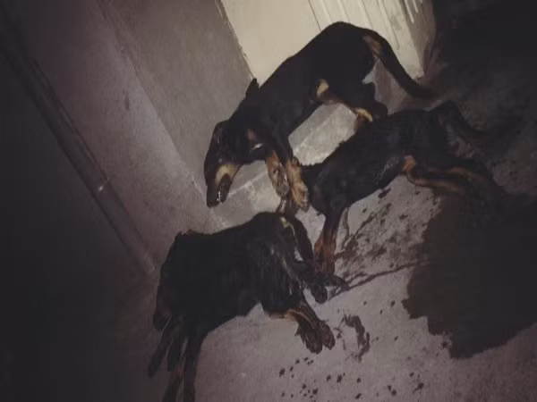 Hà Nội: Xót xa hình ảnh cả đàn chó Beauceron bị đánh bả chỉ vì sủa nhiều?