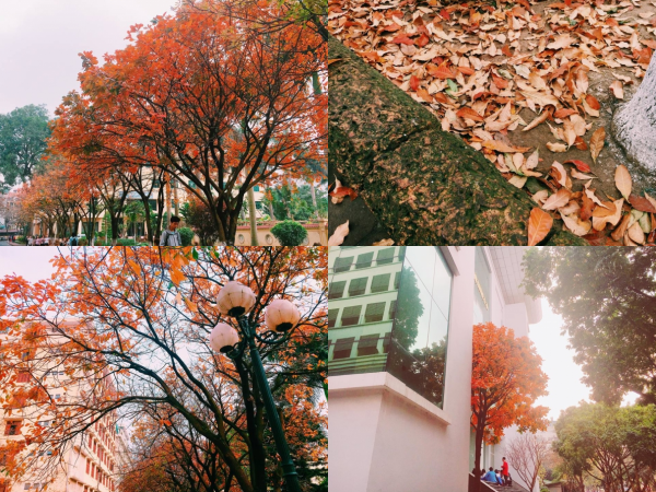 Có một con đường tình yêu đẹp hết nấc ở ĐH Sư Phạm Hà Nội trong mùa thay lá này