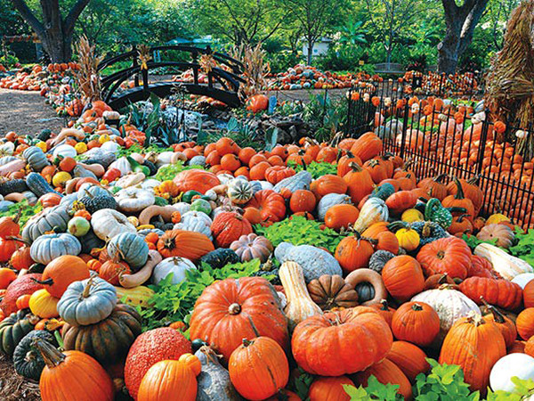 Mỹ: Lễ hội ma quỷ, đến thăm ngôi làng làm từ gần 100.000 quả bí ngô