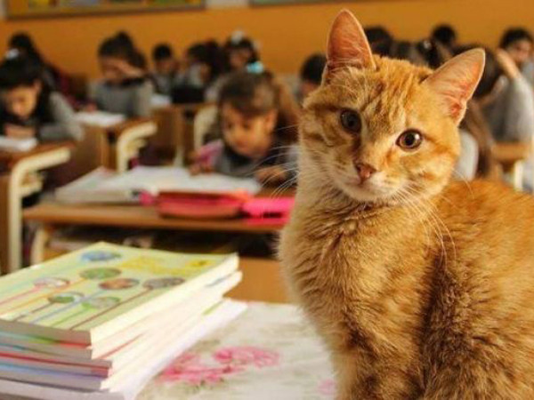 Không chỉ trông nhà hay bắt chuột, những boss này có khả năng hơn thế nhiều!