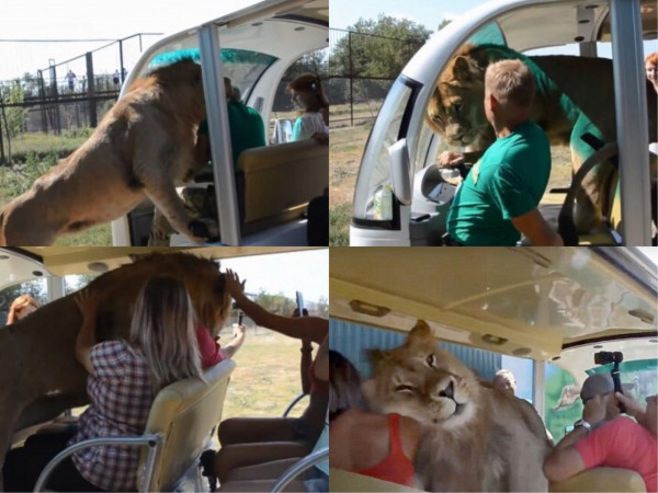 Thót tim khi chứng kiến cảnh sư tử nhảy chồm lên xe, âu yếm dụi đầu liếm mặt khách du lịch