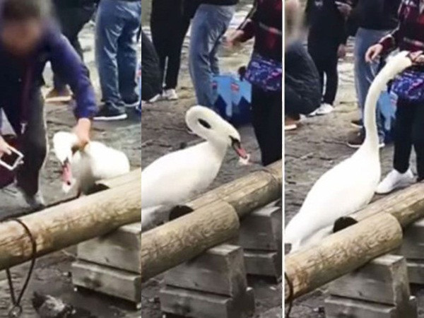 Du khách Trung Quốc nghi bóp cổ thiên nga để chụp ảnh "tự sướng"