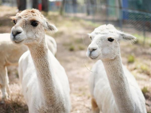 Ghé vườn thú Zoodoo, bạn sẽ yêu thương mẹ thiên nhiên nhiều hơn