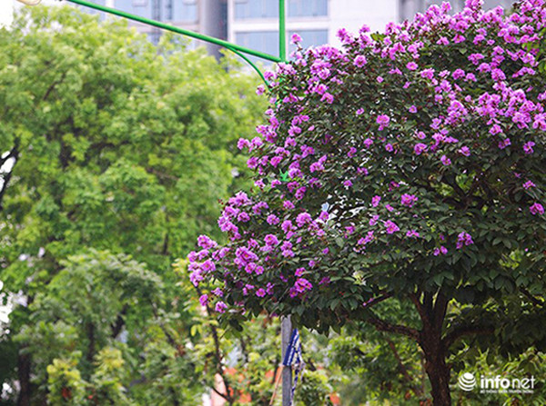 Hà Nội: Ngập tràn sắc hoa bằng lăng gọi Hè về trên phố phường