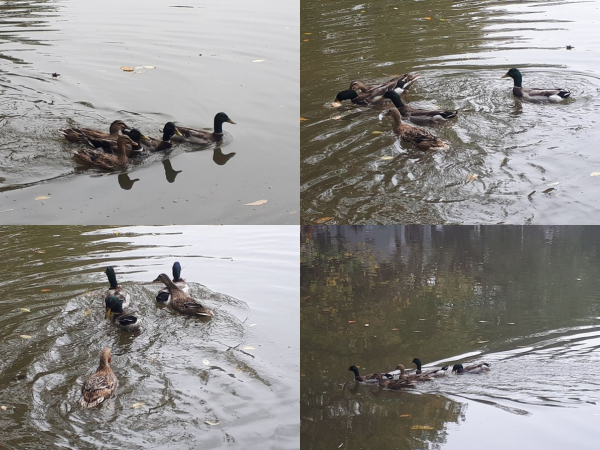 Hà Nội: Hồ Gươm bất ngờ xuất hiện đàn vịt trời, bơi tung tăng dưới nước