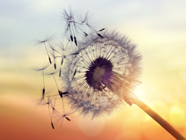 Ngay cả khi trái tim đang vụn vỡ, bạn vẫn có thể tìm thấy hạnh phúc