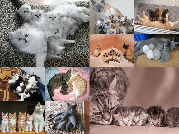 Tan chảy với hình ảnh mẹ mèo và đàn mèo con dễ thương