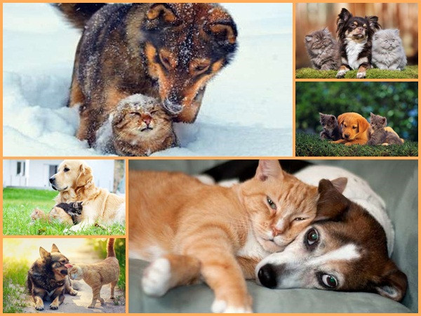 Loạt ảnh “tình yêu chó mèo” khiến bạn tan chảy trái tim