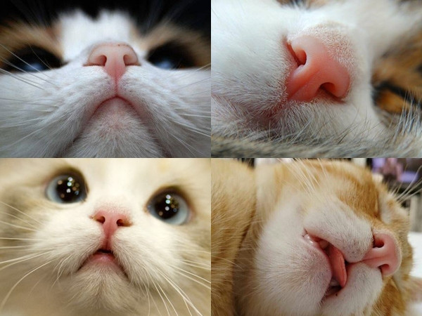 Chỉ bằng mũi của mình, "boss" cũng có thể khiến team mê mèo đổ "đứ đừ"