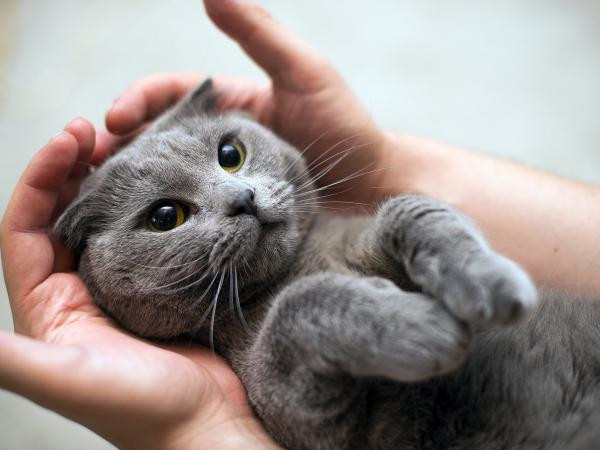 Những bức ảnh chứng tỏ mèo là giống loài khó hiểu hơn cả con gái