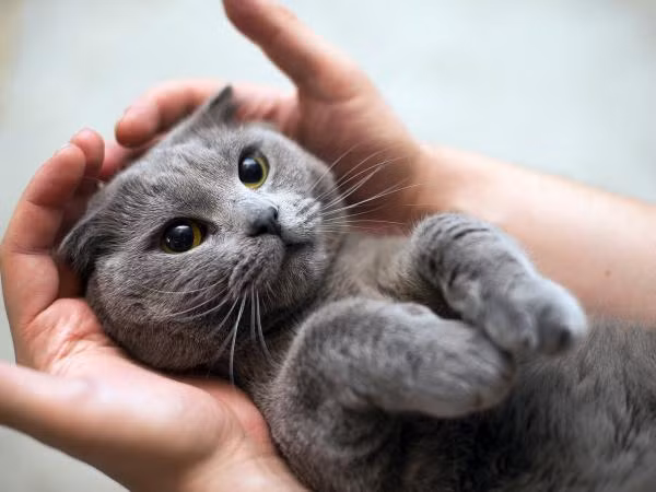 Những bức ảnh chứng tỏ mèo là giống loài khó hiểu hơn cả con gái