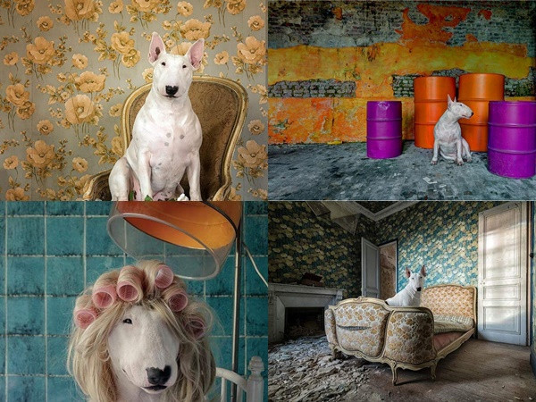 Đưa boss đến những nơi hoang vắng, tài khoản Instagram thu hút hàng chục nghìn lượt follow