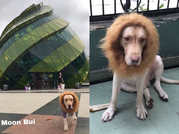 Dân tình sửng sốt khi thấy chú "sư tử" ngang nhiên "tung hoành" khắp Đà Lạt