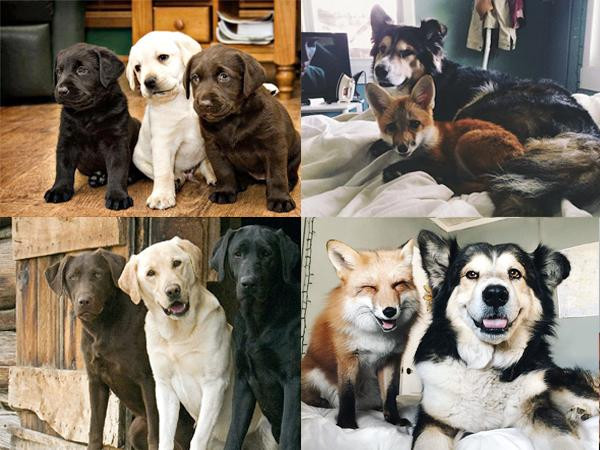 Hội thú cưng: Chúng mình đã lớn lên cùng nhau như thế này đây!