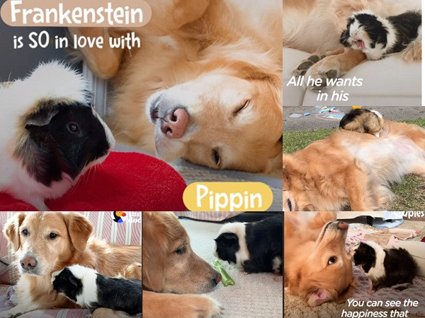 Ngàn lẻ một màn tình bể bình của cặp đôi "hoàn cảnh"