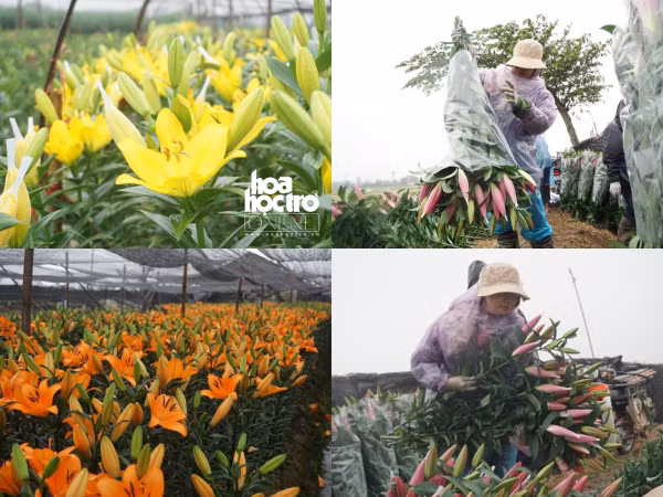 Hà Nội: Giá hoa ly "rẻ chưa từng có", người trồng để mặc hoa rụng đầy gốc