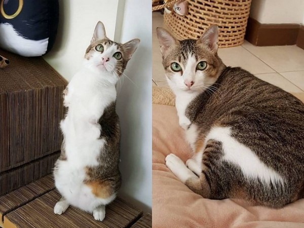 Khâm phục nghị lực sống mãnh liệt của chú mèo 2 chân