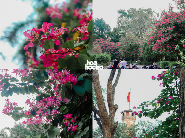 Hà Nội mùa hoa ban nở, có một "Tây Bắc thu nhỏ" giữa lòng Thủ đô!
