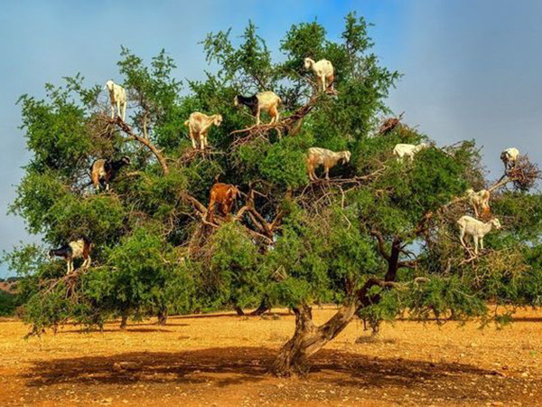 "Vạch trần" sự thật gây sốc về đàn dê biết leo cây thoăn thoắt như khỉ