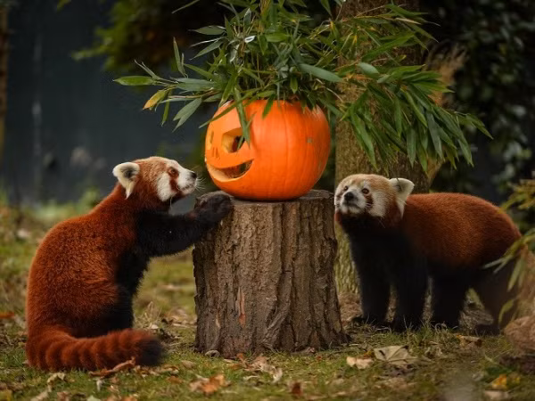 Chùm ảnh: Khi các "chúa tể sơn lâm" đón Halloween trong sở thú