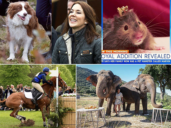 Cuộc sống hạnh phúc của những chú thú cưng Hoàng gia