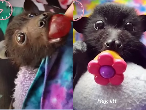 Lịch trình bận rộn một ngày chỉ để ăn và chơi... của cô bé dơi hạnh phúc nhất thế giới