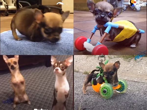 Đáng yêu hết nấc: Cặp đôi Chihuahua chỉ có 2 chân