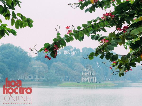 Bạn biết chưa? Tháng 3 là mùa hoa ban nở tuyệt đẹp tại Hà Nội đấy!