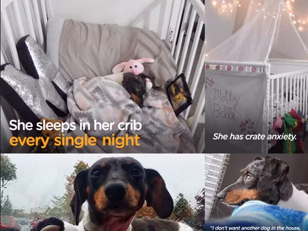 Đại boss hàng đêm phải nằm... cũi mới chịu ngủ