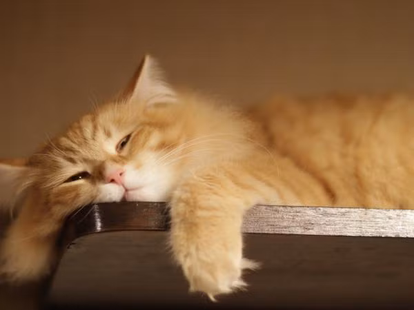 Đừng vội chê hội siêu lười, hóa ra hội đấy thông minh cực!