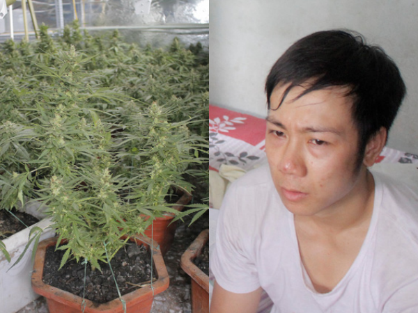 Hải Phòng: Thành viên "Hội thánh Đức Chúa Trời" trồng gần 1.000 cây nghi là cần sa