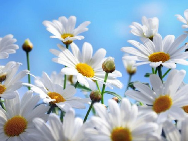 Workshop vẽ Wallflower - Tìm về những đóa hoa trong bạn 