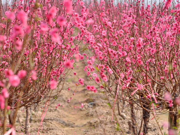 Những mốc thời gian hạnh phúc: Thèm gì hơn Tết đoàn viên