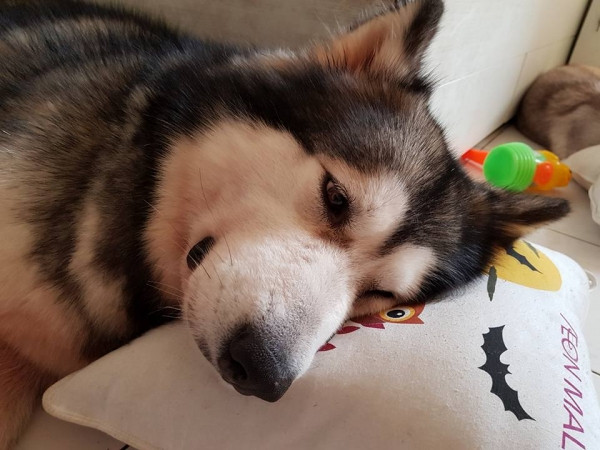 Câu chuyện về chú chó Alaska cứu chủ thoát chết khỏi hỏa hoạn ở chung cư Carina