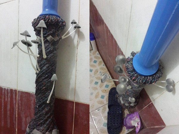 Xuất hiện cây lau nhà vàng trong làng đình công đến nỗi mọc cả nấm 