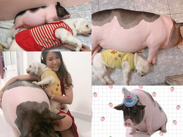 Thiếu nữ "khốn đốn" vì heo cảnh 2 kg tăng cân hơn 1 tạ, đòi ăn ngủ cùng chủ