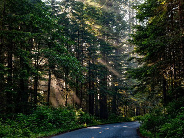 Chuyện hy hữu tại Mỹ: Bố mẹ phạt bỏ lại con 5 tuổi giữa rừng vì "tội" tè dầm