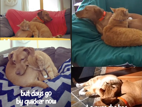 Màn âu yếm tình bể bình của cặp đôi chó mèo khi ba mẹ vắng nhà