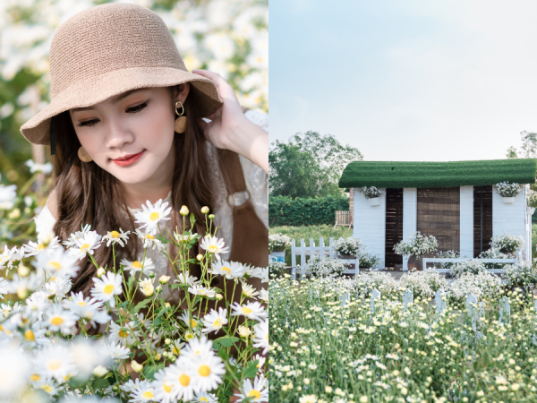 Giới trẻ Hà thành rủ nhau check-in tại Cánh đồng cúc họa mi rộng mênh mông ở Long Biên