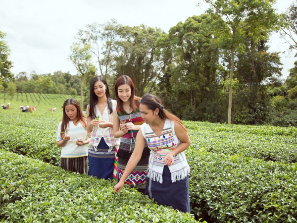 Kiều Loan và Đỗ Mỹ Linh lần đầu đeo gùi, trèo đồi cùng nhau trải nghiệm hái trà