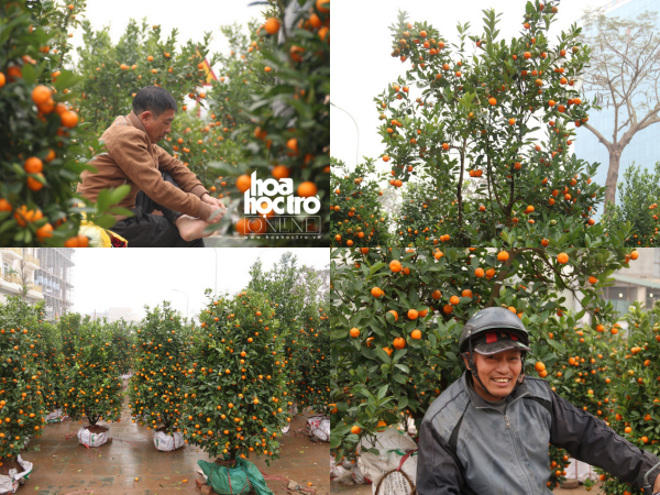 Hà Nội: Quất cảnh ngày 30 Tết "giá nào cũng bán"