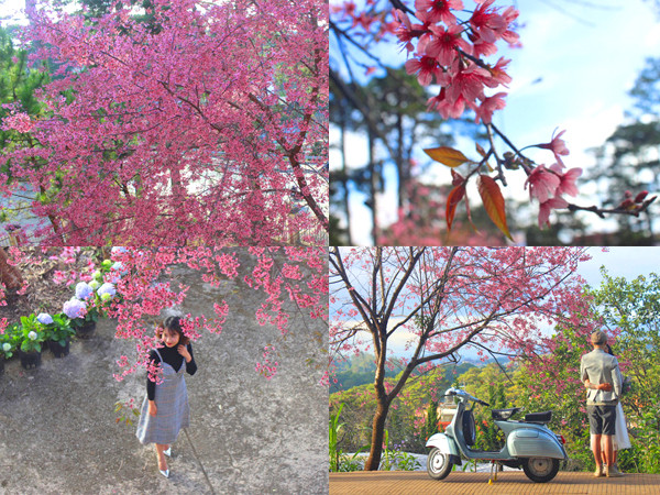 Hoa mai anh đào "nhuộm hồng" thành phố Đà Lạt