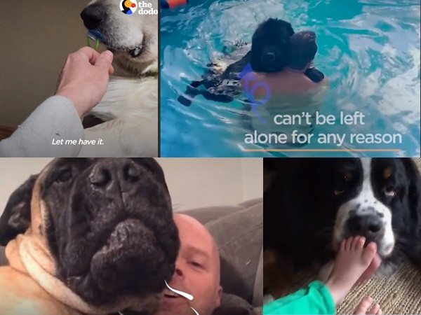 Muôn vàn biểu cảm khi "lỡ" có "đứa con" khổng lồ