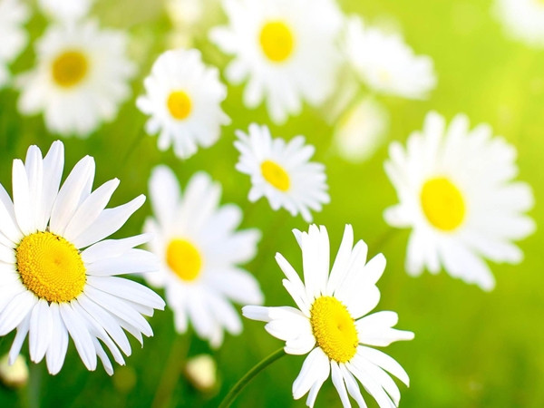 Horoscope tuần: Sao Thủy bỗng dưng đi lùi, khiến cho 12 cung Hoàng đạo cần cẩn trọng muôn phần!