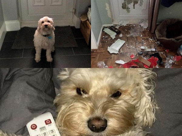 Cún cưng phá phòng tan hoang vì bị chủ nhốt trong nhà
